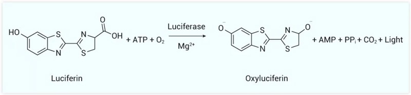  Fig. 5. CPA test in Mice 