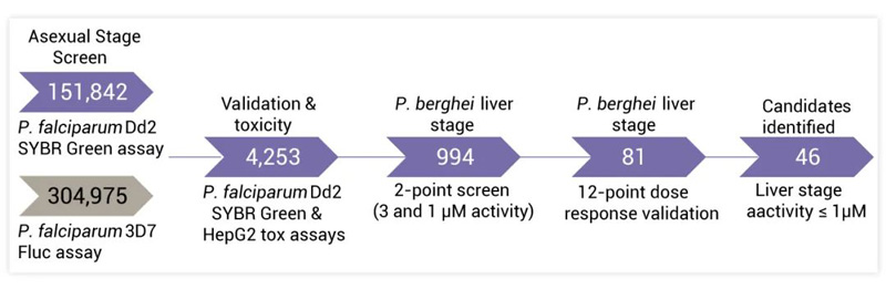 Fig. 5. Quantitative high-throughput screen to identify compounds active against Plasmodium sp. liver and asexual blood stage parasites[3]