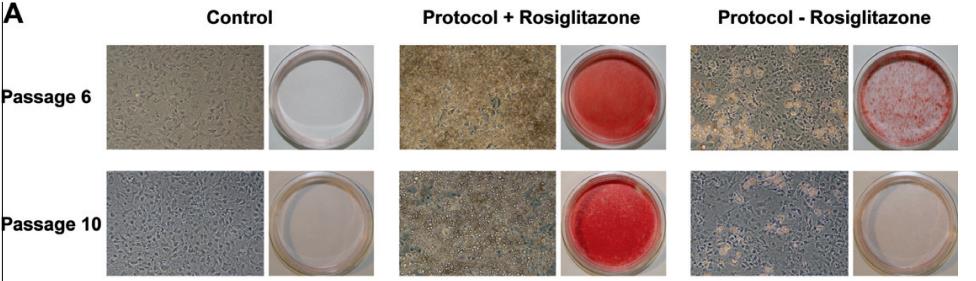 Adipogenic Differentiation of 3T3-L1 Cells: A Complete Protocol & Product Guide