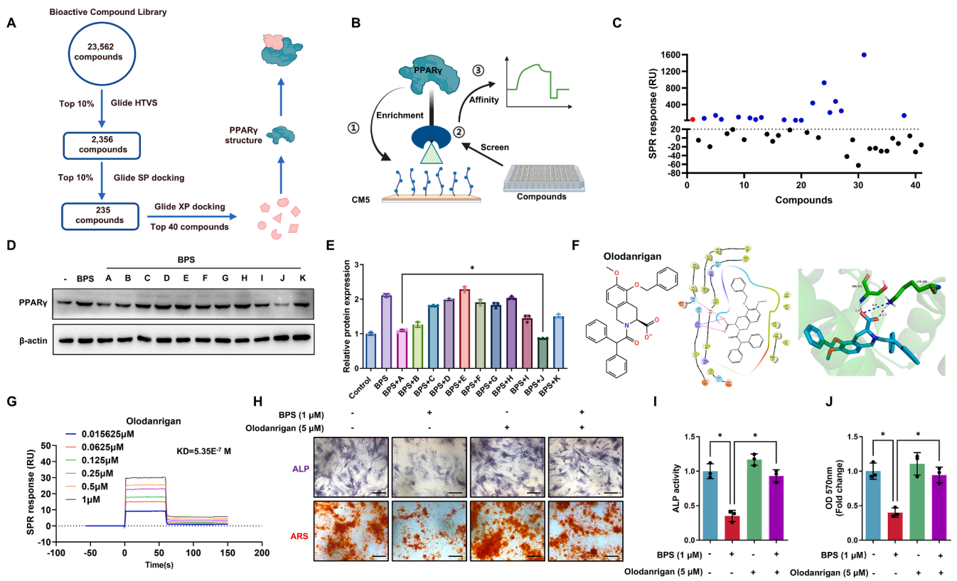 Virtual Screening Plus SPR: A Powerful Duo for Robust and High-Throughput Drug Screening