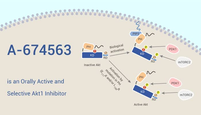 A-674563 is an Orally Active and Selective Akt1 Inhibitor