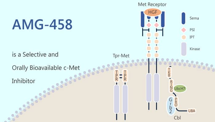 AMG-458 is a Selective and Orally Bioavailable c-Met Inhibitor