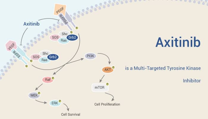 Axitinib is a Multi-Targeted Tyrosine Kinase Inhibitor