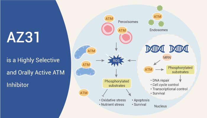 AZ31 is a Highly Selective and Orally Active ATM Inhibitor