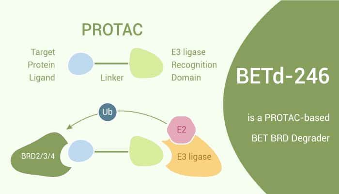 BETd-260 is a Potent PROTAC BET Degrader