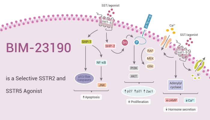 BIM-23190 is a Selective SSTR2 and SSTR5 Agonist