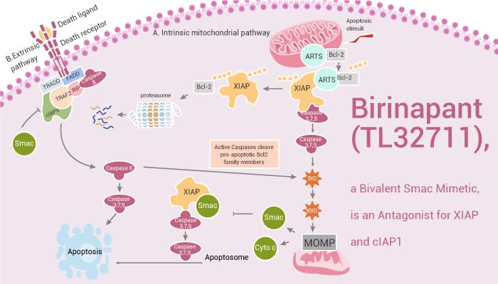 Birinapant (TL32711), a Bivalent Smac Mimetic, is an Antagonist for XIAP and cIAP1
