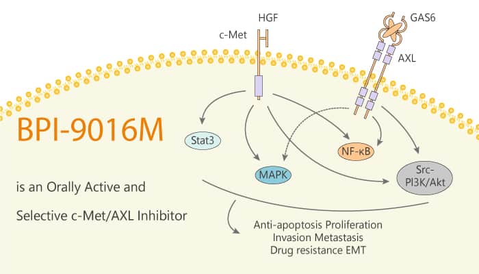 BPI-9016M is an Orally Active and Selective Dual c-Met/AXL Inhibitor