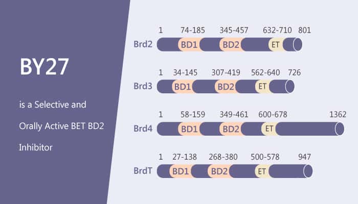 BY27 is a Selective and Orally Active BET BD2 Inhibitor