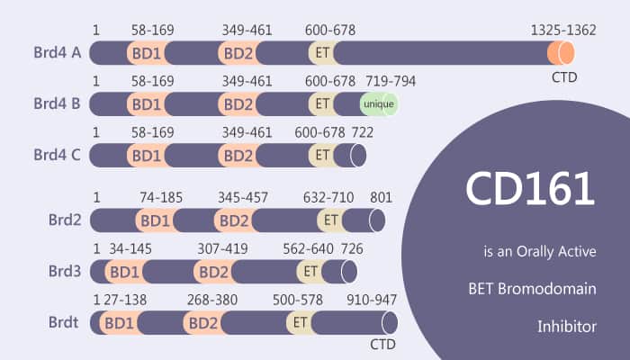 CD161 is an Orally Active BET Bromodomain Inhibitor