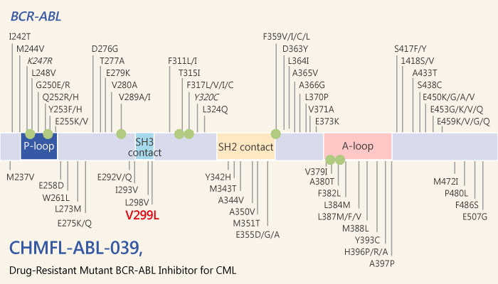 CHMFL-ABL-039, a Selective Type II Native and Drug-Resistant Mutant BCR-ABL Inhibitor  for Chronic Myeloid Leukemia