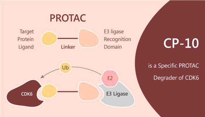 CP-10 is a Specific PROTAC Degrader of CDK6