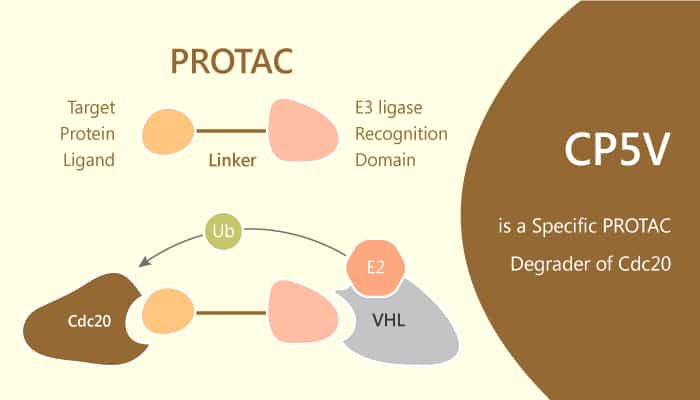 CP5V is a Specific PROTAC Degrader of Cdc20