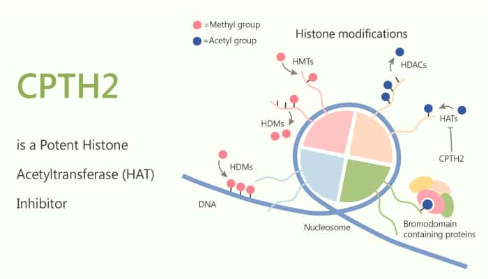 CPTH2 is a Potent Histone Acetyltransferase (HAT) Inhibitor