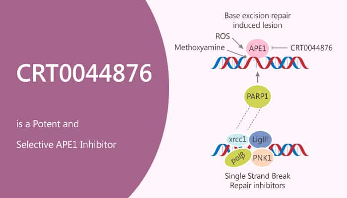 CRT0044876 is a Potent and Selective APE1 Inhibitor