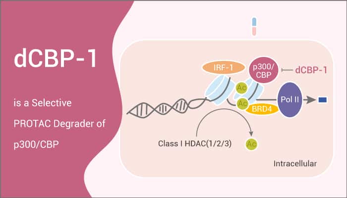 dCBP-1 is a Selective PROTAC Degrader of p300/CBP