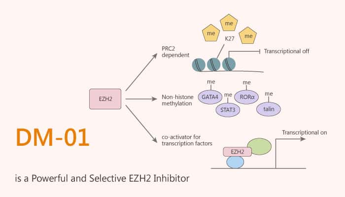 DM-01 is a Powerful and Selective EZH2 Inhibitor