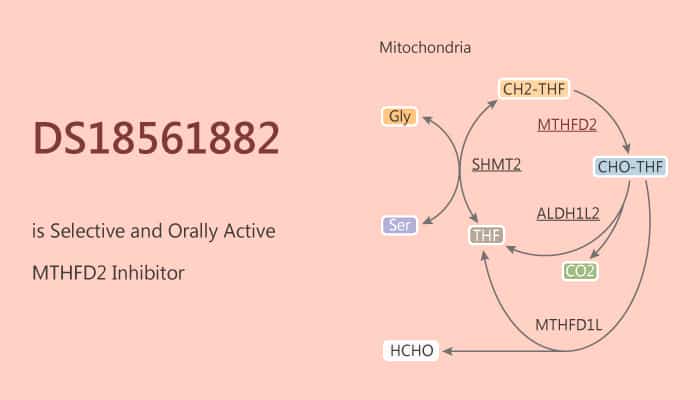 DS18561882 is Selective and Orally Active MTHFD2 Inhibitor