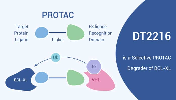 DT2216 is a Selective PROTAC Degrader of BCL-XL