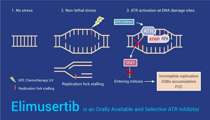 Elimusertib is an Orally Available and Selective ATR Inhibitor