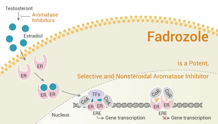 Fadrozole is a Potent, Selective and Nonsteroidal Aromatase Inhibitor