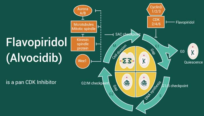 Flavopiridol (Alvocidib) is a pan CDK Inhibitor