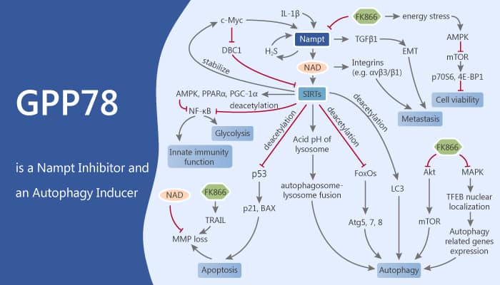 GPP78 is a Nampt Inhibitor and an Autophagy Inducer