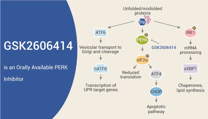 GSK2606414 is an Orally Available PERK Inhibitor