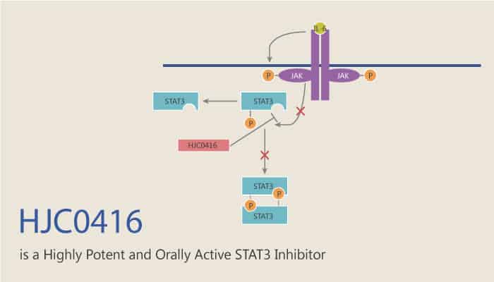 HJC0416 is a Highly Potent and Orally Active STAT3 Inhibitor