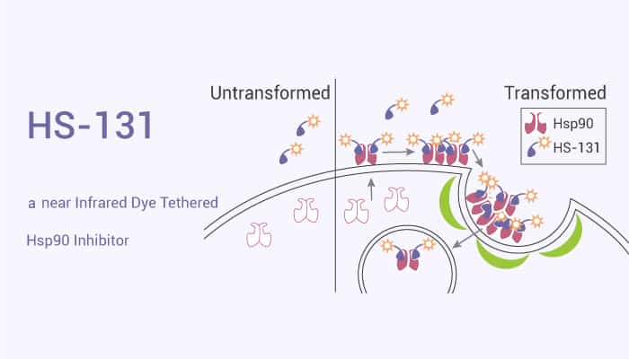 HS-131 is a near Infrared Dye Tethered Hsp90 Inhibitor