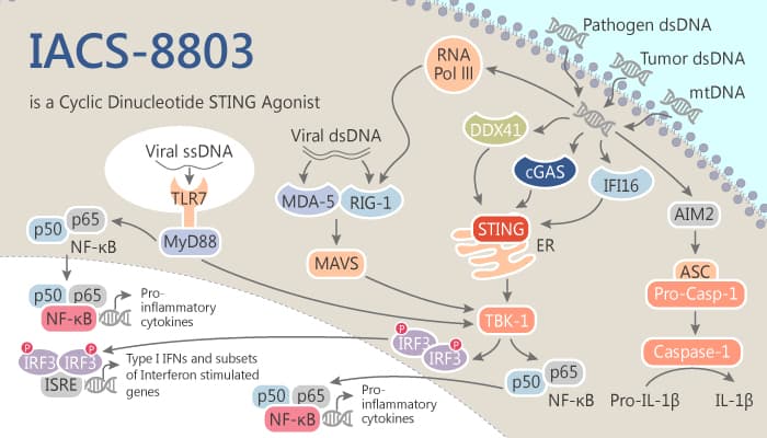 IACS-8803 is a Cyclic Dinucleotide STING Agonist