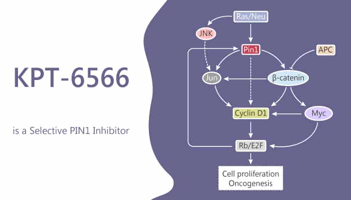 KPT-6566 is a Selective PIN1 Inhibitor