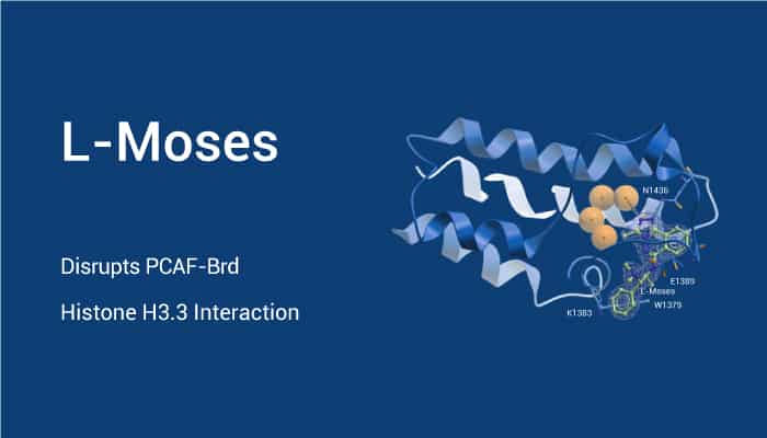 L-Moses Disrupts PCAF-Brd Histone H3.3 Interaction