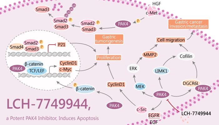 LCH-7749944 is a Potent PAK4 Inhibitor and Induces Apoptosis