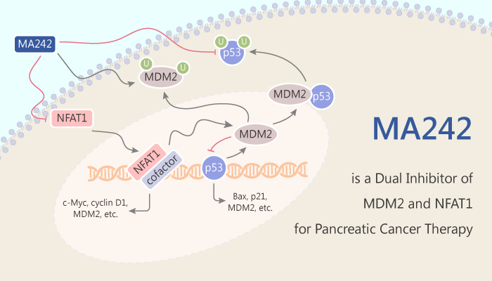 MA242 is a Dual Inhibitor of MDM2 and NFAT1