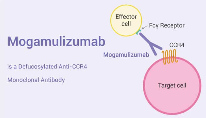 Mogamulizumab is a Defucosylated Anti-CCR4 Monoclonal Antibody