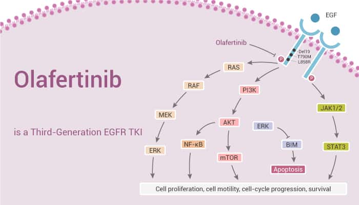 Olafertinib is a Third-Generation EGFR TKI