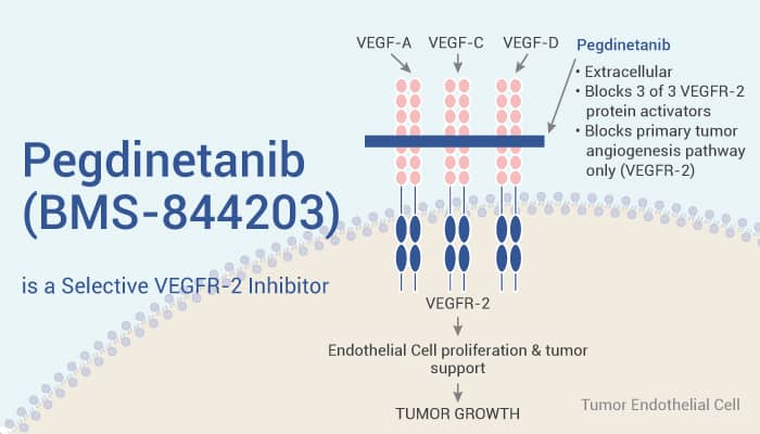 Pegdinetanib (BMS-844203) is a Selective VEGFR-2 Inhibitor