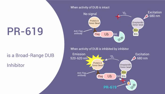 PR-619 is a Broad-Range DUB Inhibitor