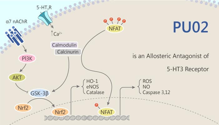 PU02 is an Allosteric Antagonist of 5-HT3 Receptor