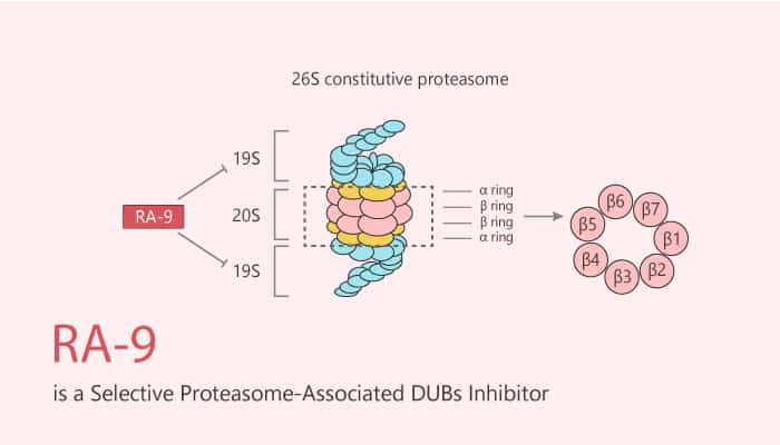 RA-9 is a Selective Proteasome-Associated DUBs Inhibitor