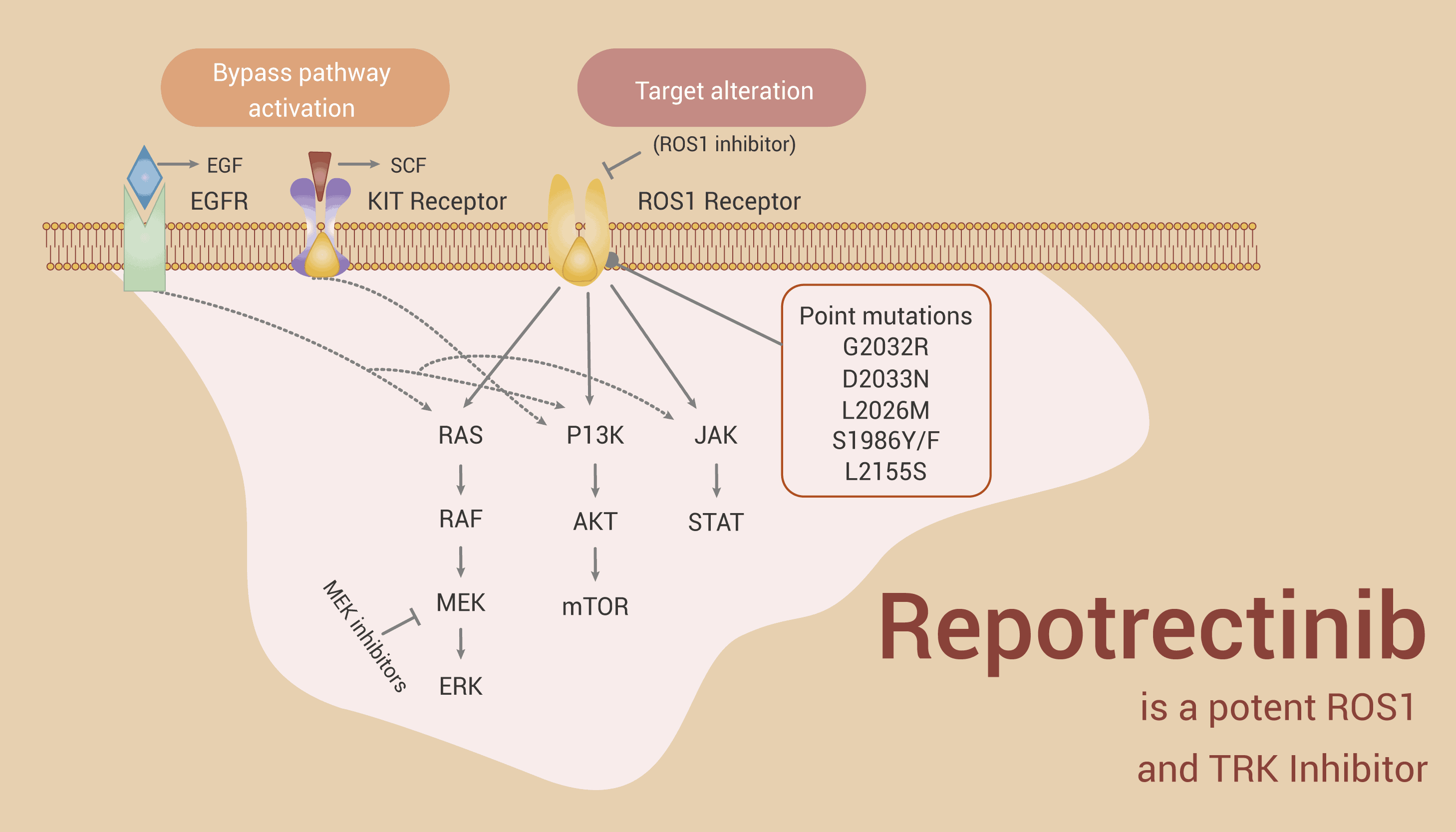 Repotrectinib is a potent ROS1 and TRK Inhibitor