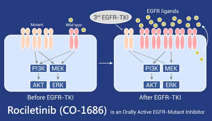 Rociletinib (CO-1686) is an Orally Active EGFR-Mutant Inhibitor