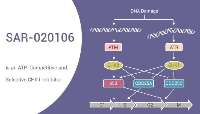 SAR-020106 is an ATP-Competitive and Selective CHK1 Inhibitor