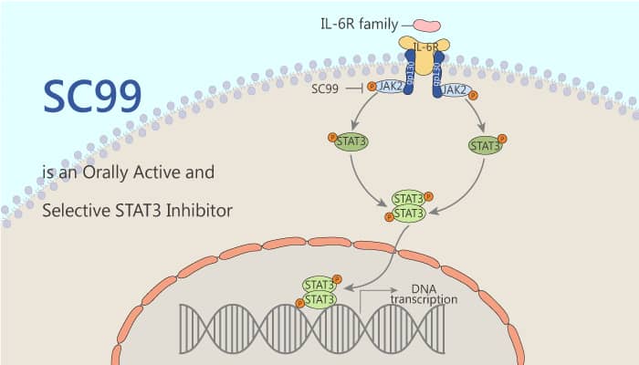 SC99 is an Orally Active and Selective STAT3 Inhibitor