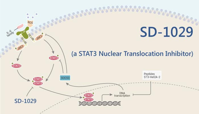 SD-1029 is a JAK2/STAT3 Activation Inhibitor