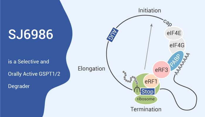 SJ6986 is a Selective and Orally Active GSPT1/2 Degrader