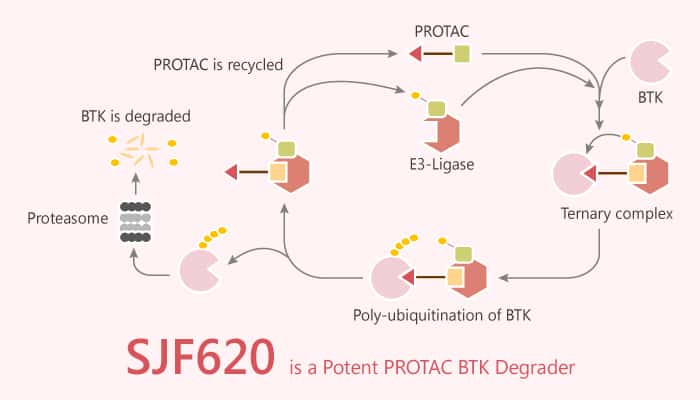 SJF620 is a Potent PROTAC BTK Degrader