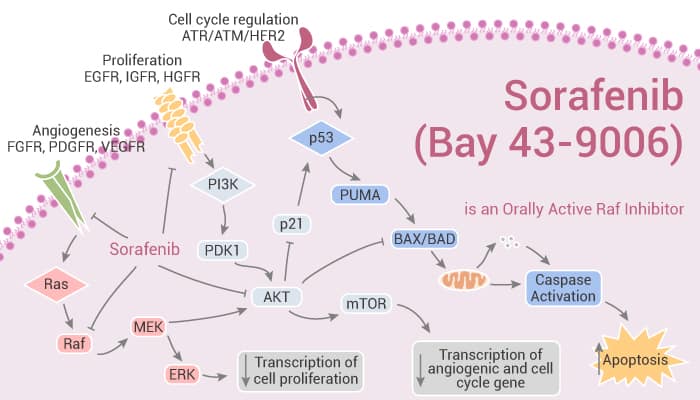 Sorafenib (Bay 43-9006) is an Orally Active Raf Inhibitor