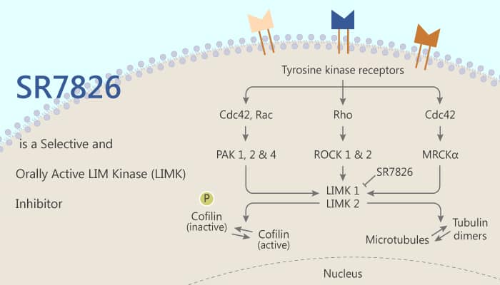 SR7826 is a Selective and Orally Active LIM kinase (LIMK) Inhibitor